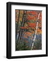 Paper Birch and Red Maple along Heart Lake, Adirondack Park and Preserve, New York, USA-Charles Gurche-Framed Photographic Print