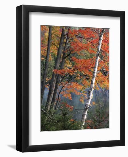 Paper Birch and Red Maple along Heart Lake, Adirondack Park and Preserve, New York, USA-Charles Gurche-Framed Photographic Print