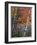 Paper Birch and Red Maple along Heart Lake, Adirondack Park and Preserve, New York, USA-Charles Gurche-Framed Photographic Print