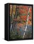 Paper Birch and Red Maple along Heart Lake, Adirondack Park and Preserve, New York, USA-Charles Gurche-Framed Stretched Canvas