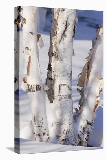 Paper Birch (Betula papyrifera) close-up of coppiced and re-grown trunks in snow, december-Bob Gibbons-Stretched Canvas