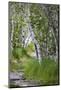 Paper birch trees along pathway in Acadia National Park, Maine, USA-Chuck Haney-Mounted Photographic Print