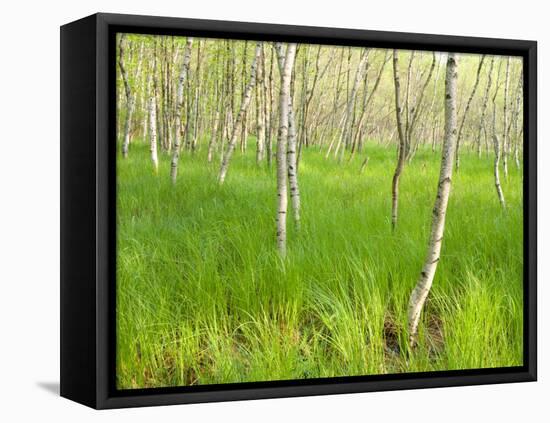 Paper Birch Trees on the Edge of Great Meadow, Near Sieur De Monts Spring, Acadia National Park-Jerry & Marcy Monkman-Framed Stretched Canvas