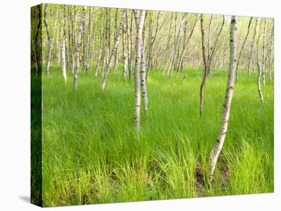 Paper Birch Trees on the Edge of Great Meadow, Near Sieur De Monts Spring, Acadia National Park-Jerry & Marcy Monkman-Stretched Canvas