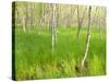 Paper Birch Trees on the Edge of Great Meadow, Near Sieur De Monts Spring, Acadia National Park-Jerry & Marcy Monkman-Stretched Canvas