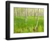 Paper Birch Trees on the Edge of Great Meadow, Near Sieur De Monts Spring, Acadia National Park-Jerry & Marcy Monkman-Framed Photographic Print