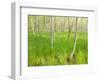 Paper Birch Trees on the Edge of Great Meadow, Near Sieur De Monts Spring, Acadia National Park-Jerry & Marcy Monkman-Framed Photographic Print