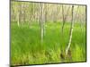 Paper Birch Trees on the Edge of Great Meadow, Near Sieur De Monts Spring, Acadia National Park-Jerry & Marcy Monkman-Mounted Photographic Print