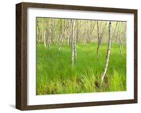 Paper Birch Trees on the Edge of Great Meadow, Near Sieur De Monts Spring, Acadia National Park-Jerry & Marcy Monkman-Framed Photographic Print