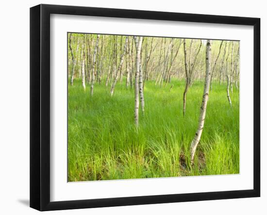 Paper Birch Trees on the Edge of Great Meadow, Near Sieur De Monts Spring, Acadia National Park-Jerry & Marcy Monkman-Framed Photographic Print