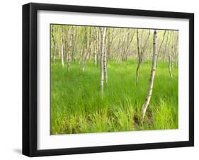 Paper Birch Trees on the Edge of Great Meadow, Near Sieur De Monts Spring, Acadia National Park-Jerry & Marcy Monkman-Framed Photographic Print