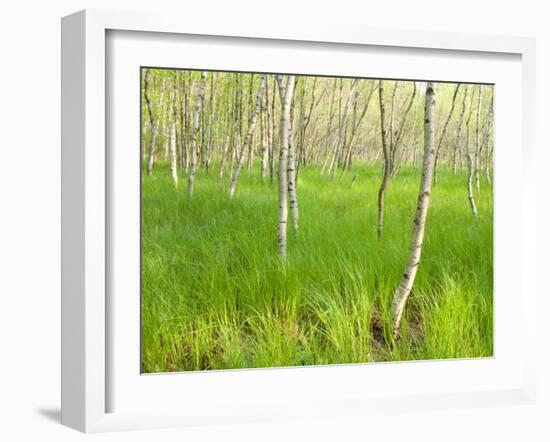 Paper Birch Trees on the Edge of Great Meadow, Near Sieur De Monts Spring, Acadia National Park-Jerry & Marcy Monkman-Framed Photographic Print