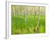 Paper Birch Trees on the Edge of Great Meadow, Near Sieur De Monts Spring, Acadia National Park-Jerry & Marcy Monkman-Framed Photographic Print