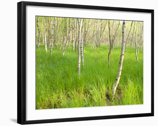 Paper Birch Trees on the Edge of Great Meadow, Near Sieur De Monts Spring, Acadia National Park-Jerry & Marcy Monkman-Framed Photographic Print