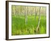 Paper Birch Trees on the Edge of Great Meadow, Near Sieur De Monts Spring, Acadia National Park-Jerry & Marcy Monkman-Framed Photographic Print