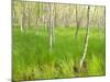 Paper Birch Trees on the Edge of Great Meadow, Near Sieur De Monts Spring, Acadia National Park-Jerry & Marcy Monkman-Mounted Photographic Print