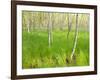 Paper Birch Trees on the Edge of Great Meadow, Near Sieur De Monts Spring, Acadia National Park-Jerry & Marcy Monkman-Framed Photographic Print