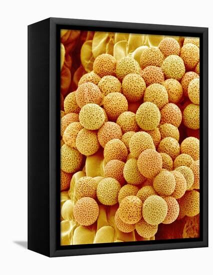 Paper Bush Pollen-Micro Discovery-Framed Stretched Canvas