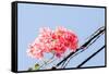 Paper Flowers or Bougainvillea-SweetCrisis-Framed Stretched Canvas