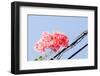 Paper Flowers or Bougainvillea-SweetCrisis-Framed Photographic Print