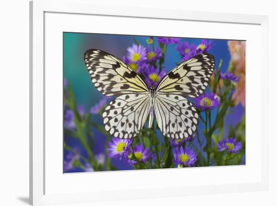 Paper Kite Butterfly, Idea leuconoe on Aster Flowers-Darrell Gulin-Framed Photographic Print