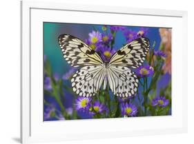 Paper Kite Butterfly, Idea leuconoe on Aster Flowers-Darrell Gulin-Framed Photographic Print