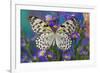 Paper Kite Butterfly, Idea leuconoe on Aster Flowers-Darrell Gulin-Framed Photographic Print