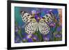 Paper Kite Butterfly, Idea leuconoe on Aster Flowers-Darrell Gulin-Framed Photographic Print