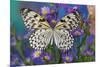 Paper Kite Butterfly, Idea leuconoe on Aster Flowers-Darrell Gulin-Mounted Photographic Print