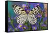 Paper Kite Butterfly, Idea leuconoe on Aster Flowers-Darrell Gulin-Framed Stretched Canvas