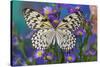 Paper Kite Butterfly, Idea leuconoe on Aster Flowers-Darrell Gulin-Stretched Canvas