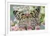Paper Kite Butterfly, Idea leuconoe on flowering pink snapdragons-Darrell Gulin-Framed Photographic Print