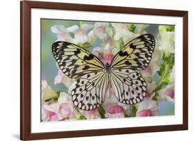 Paper Kite Butterfly, Idea leuconoe on flowering pink snapdragons-Darrell Gulin-Framed Photographic Print