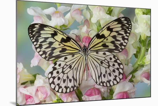 Paper Kite Butterfly, Idea leuconoe on flowering pink snapdragons-Darrell Gulin-Mounted Photographic Print