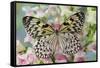 Paper Kite Butterfly, Idea leuconoe on flowering pink snapdragons-Darrell Gulin-Framed Stretched Canvas