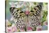 Paper Kite Butterfly, Idea leuconoe on flowering pink snapdragons-Darrell Gulin-Stretched Canvas