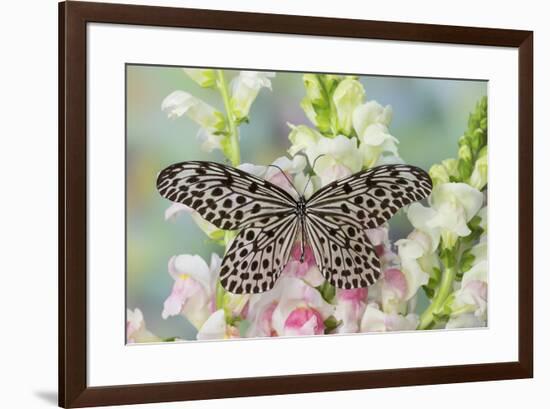 Paper Kite Butterfly, Idea leuconoe on flowering pink snapdragons-Darrell Gulin-Framed Photographic Print