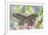 Paper Kite Butterfly, Idea leuconoe on flowering pink snapdragons-Darrell Gulin-Framed Photographic Print