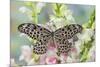 Paper Kite Butterfly, Idea leuconoe on flowering pink snapdragons-Darrell Gulin-Mounted Photographic Print