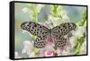 Paper Kite Butterfly, Idea leuconoe on flowering pink snapdragons-Darrell Gulin-Framed Stretched Canvas