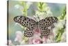 Paper Kite Butterfly, Idea leuconoe on flowering pink snapdragons-Darrell Gulin-Stretched Canvas