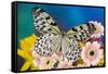 Paper Kite Butterfly, Idea leuconoe on Gerber Daisies-Darrell Gulin-Framed Stretched Canvas