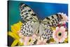 Paper Kite Butterfly, Idea leuconoe on Gerber Daisies-Darrell Gulin-Stretched Canvas