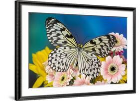 Paper Kite Butterfly, Idea leuconoe on Gerber Daisies-Darrell Gulin-Framed Photographic Print