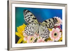 Paper Kite Butterfly, Idea leuconoe on Gerber Daisies-Darrell Gulin-Framed Photographic Print