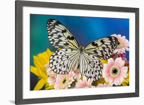 Paper Kite Butterfly, Idea leuconoe on Gerber Daisies-Darrell Gulin-Framed Photographic Print