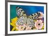 Paper Kite Butterfly, Idea leuconoe on Gerber Daisies-Darrell Gulin-Framed Photographic Print