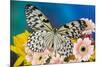 Paper Kite Butterfly, Idea leuconoe on Gerber Daisies-Darrell Gulin-Mounted Photographic Print