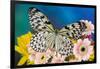 Paper Kite Butterfly, Idea leuconoe on Gerber Daisies-Darrell Gulin-Framed Photographic Print