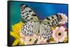 Paper Kite Butterfly, Idea leuconoe on Gerber Daisies-Darrell Gulin-Framed Stretched Canvas